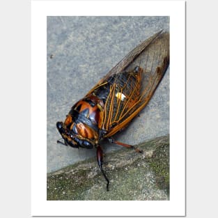 Cicada Posters and Art